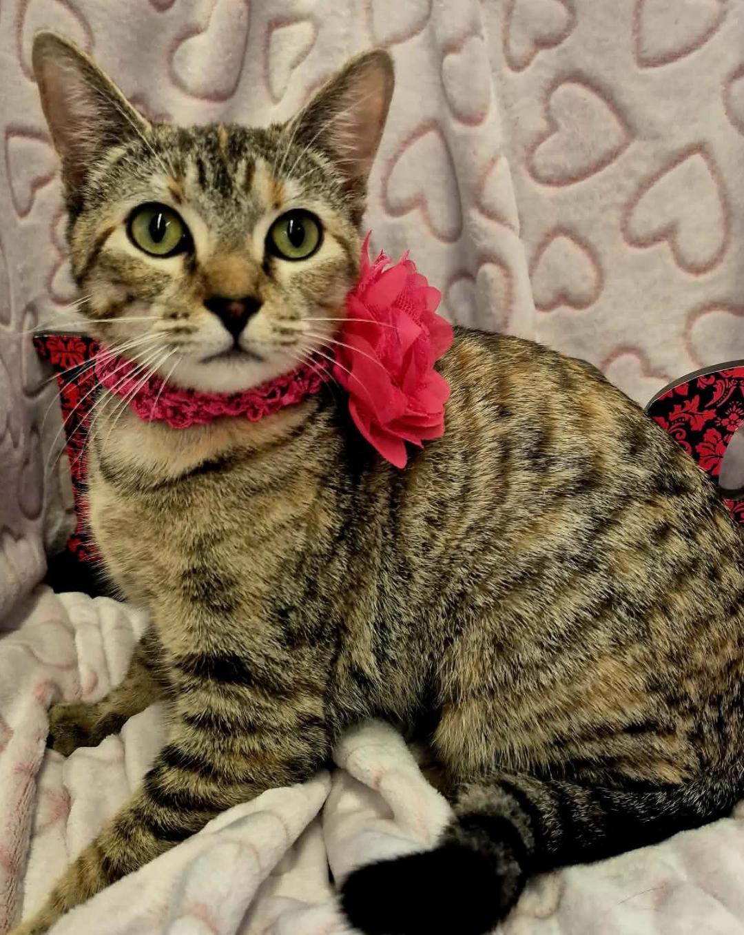 Ruby , an adopted mixed breed in Ocean Springs, MS image 2/5