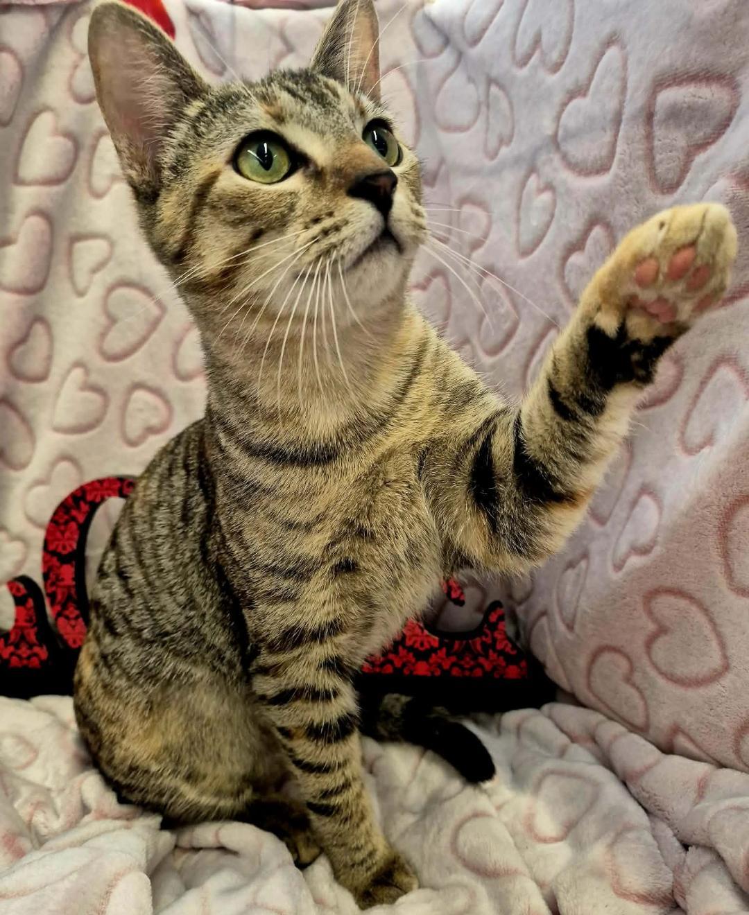 Ruby , an adopted mixed breed in Ocean Springs, MS image 4/5