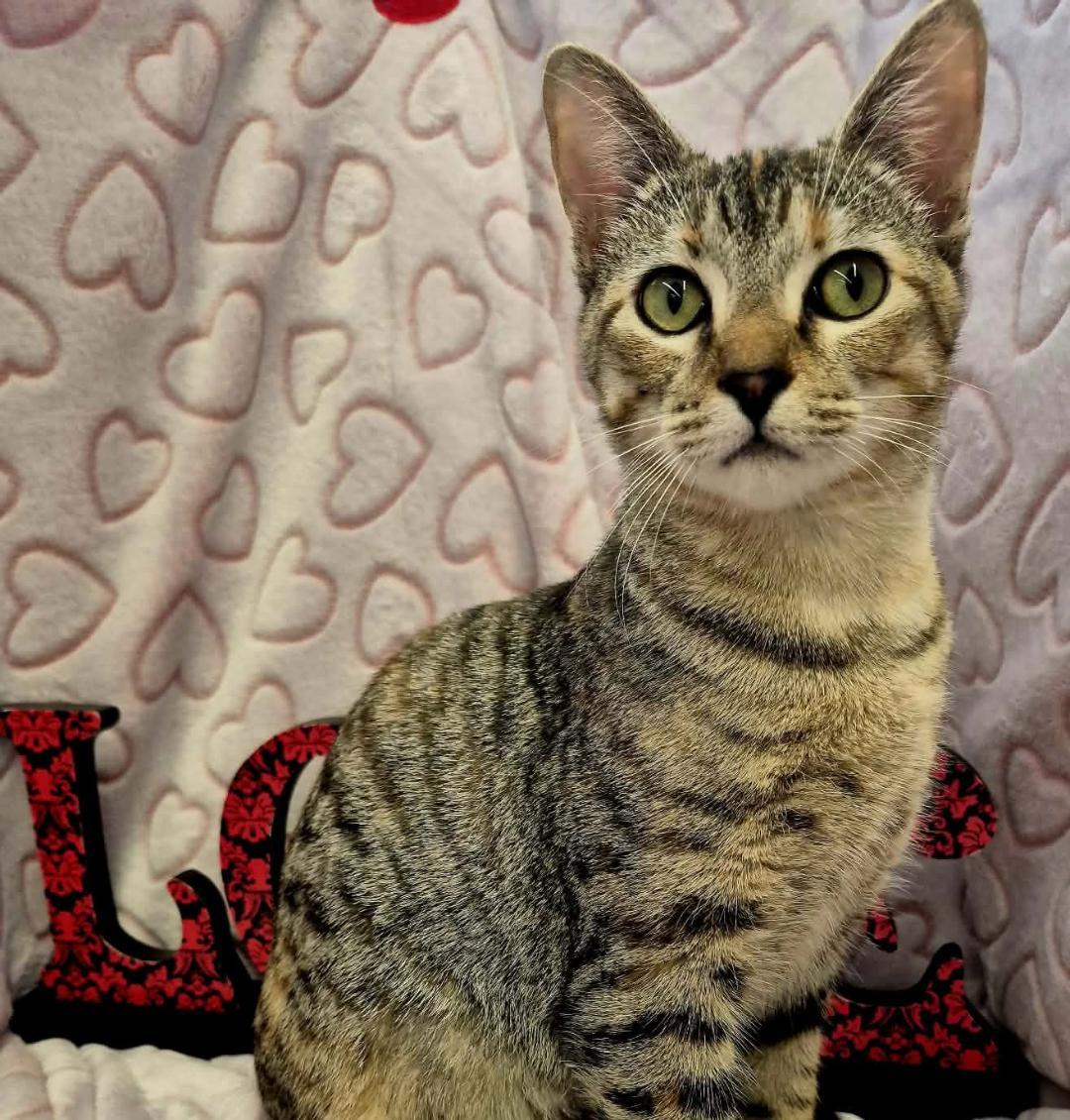 Ruby , an adopted mixed breed in Ocean Springs, MS image 5/5