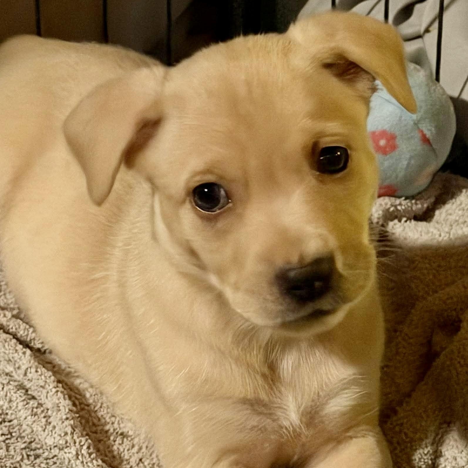 Goldie, adopted, Puppy Female Yellow Labrador Retriever & German Shepherd Dog.