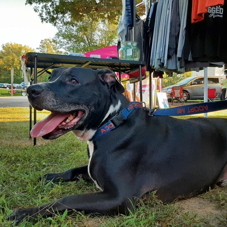 Peppermint, Adoptable, Senior Male Black Labrador Retriever & Boxer.