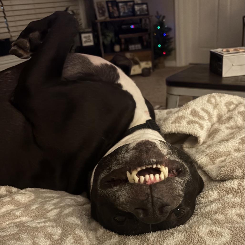 Enlarge Peppermint, a Adoptable mixed breed in Mooresville, IN image 2/5