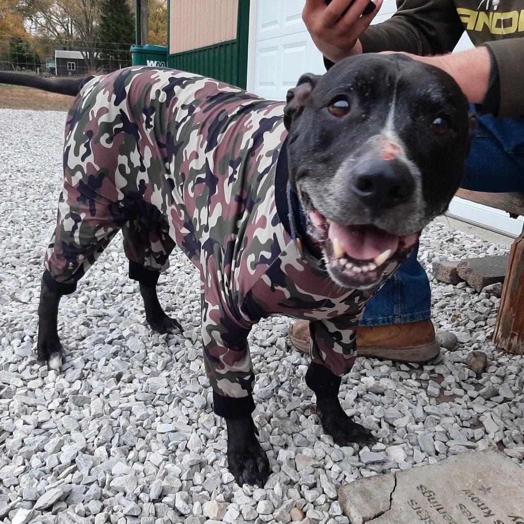 Enlarge Peppermint, a Adoptable mixed breed in Mooresville, IN image 3/5