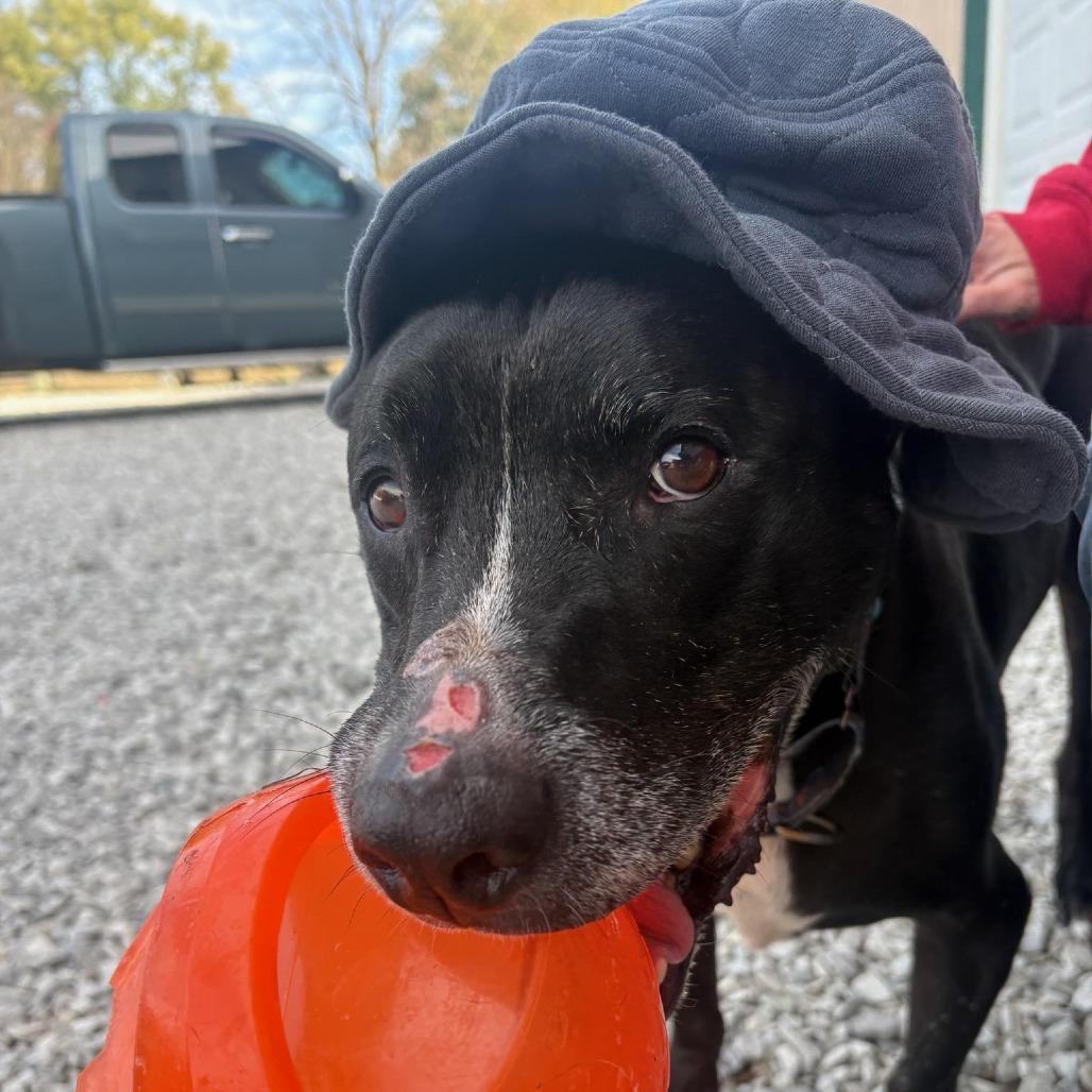 Enlarge Peppermint, a Adoptable mixed breed in Mooresville, IN image 4/5