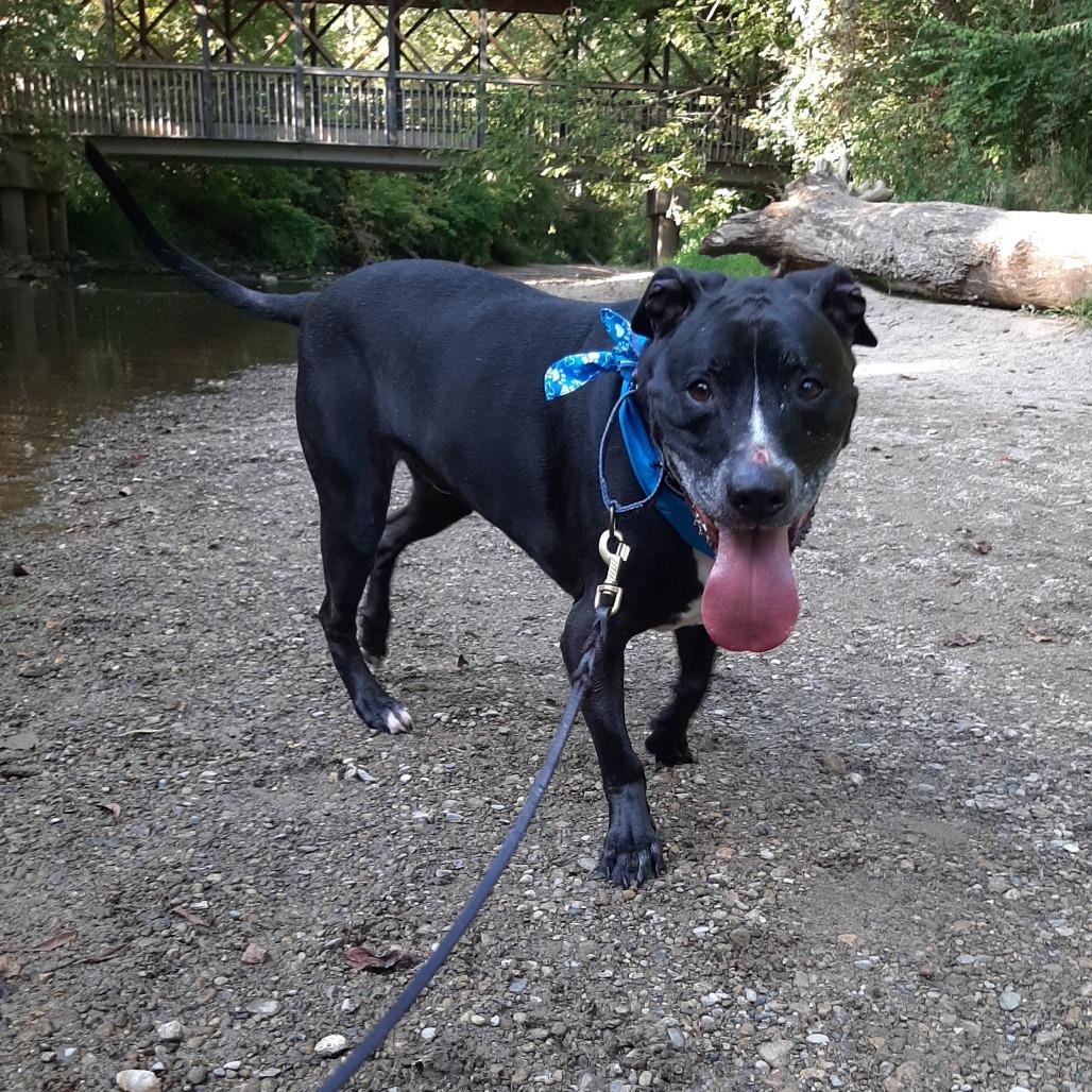 Enlarge Peppermint, a Adoptable mixed breed in Mooresville, IN image 5/5
