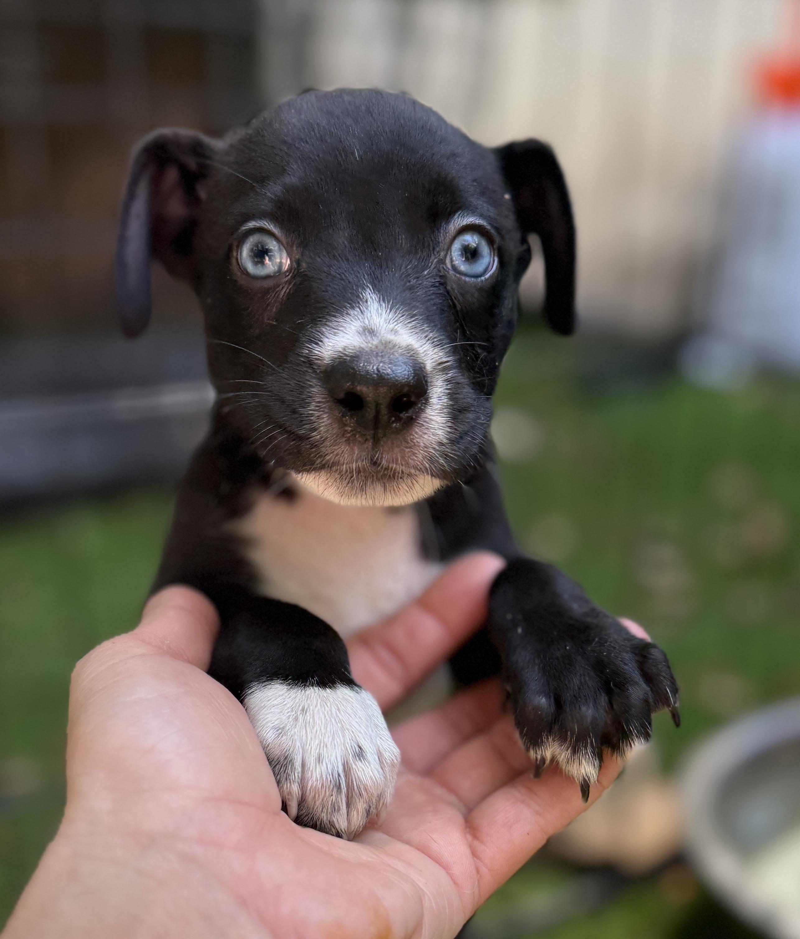 Glitter, Adoptable, Puppy Female Mixed Breed.