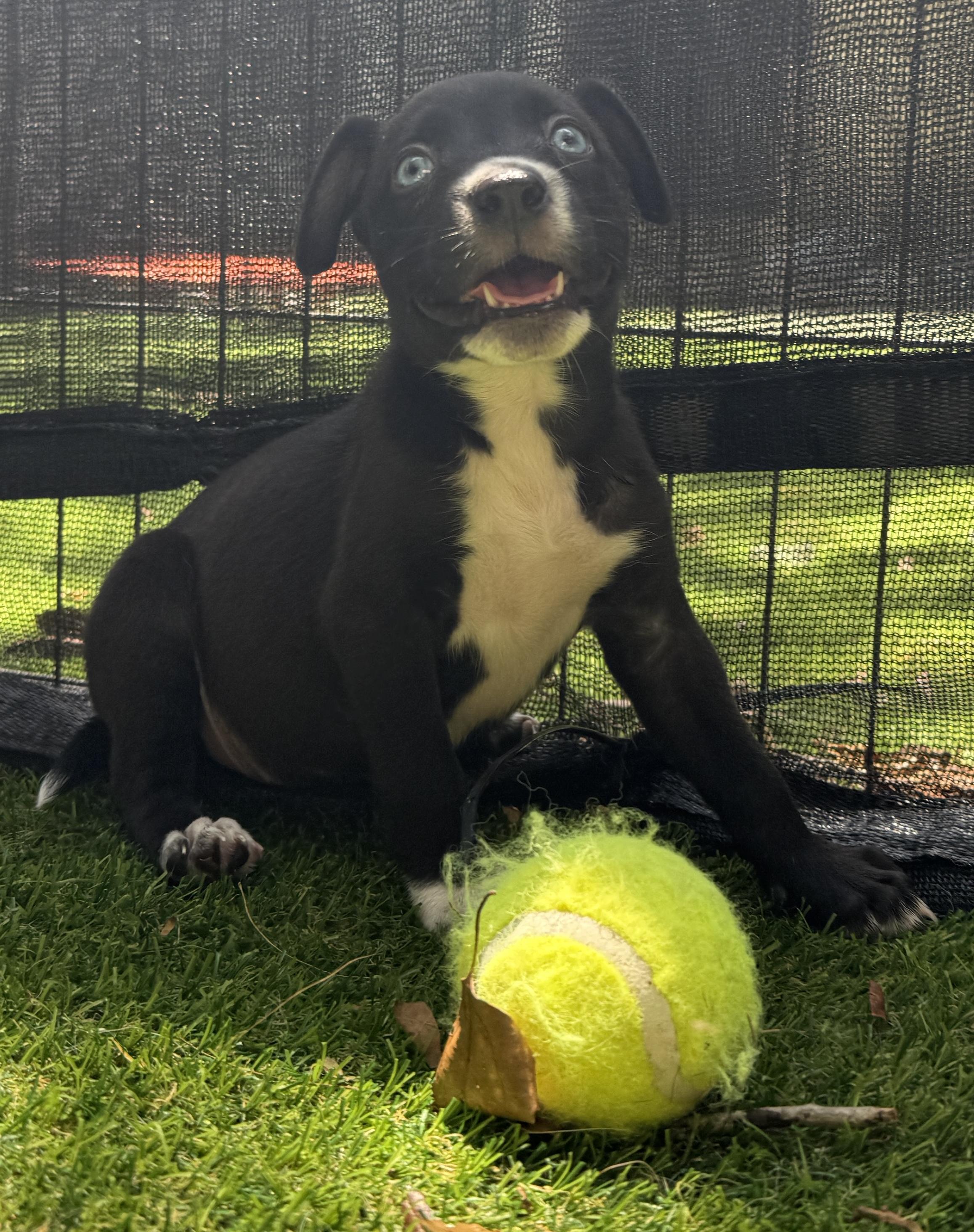 Glitter, a Adoptable Mixed Breed in Deltona, FL image 2/2