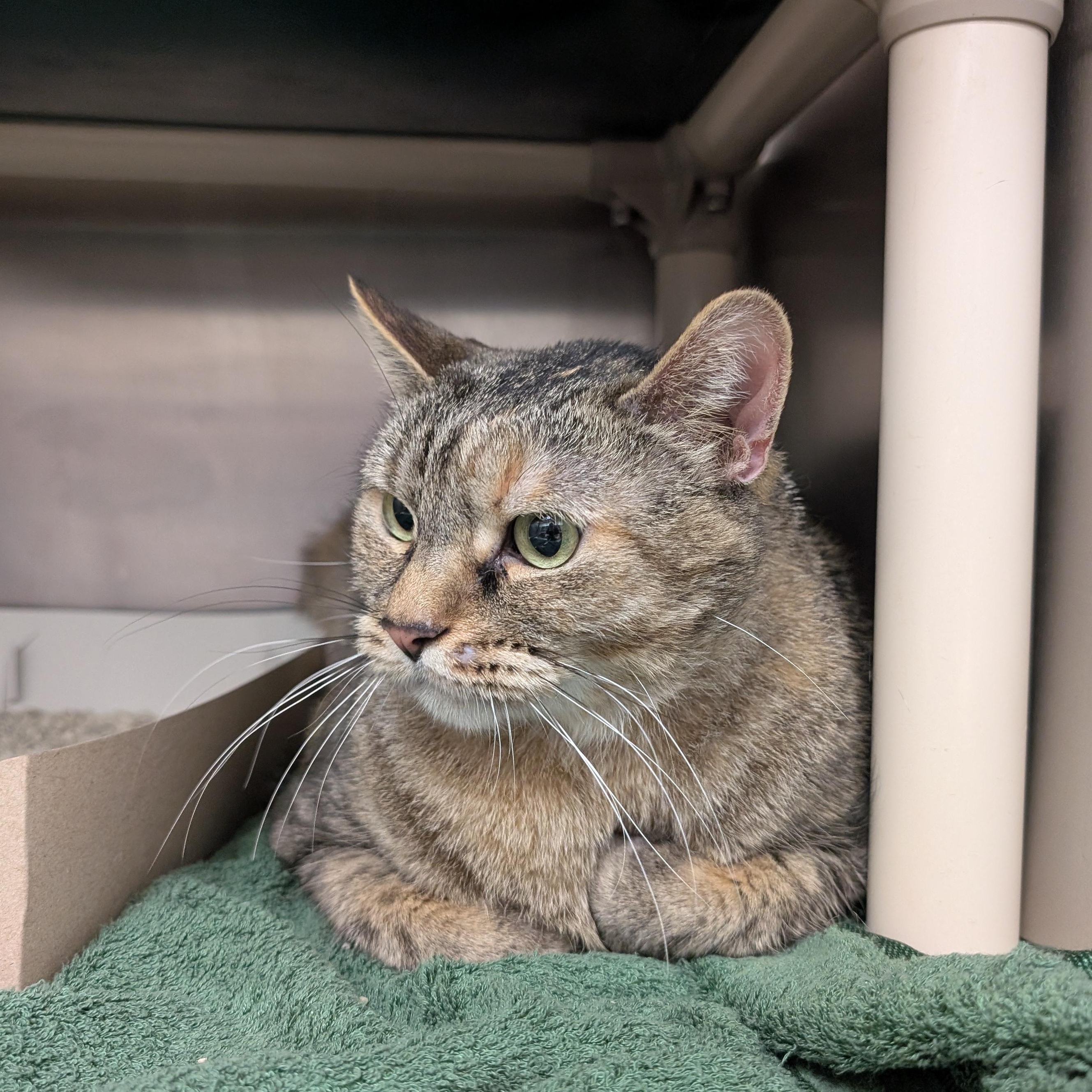 Violet, adopted, Adult Female Domestic Short Hair.