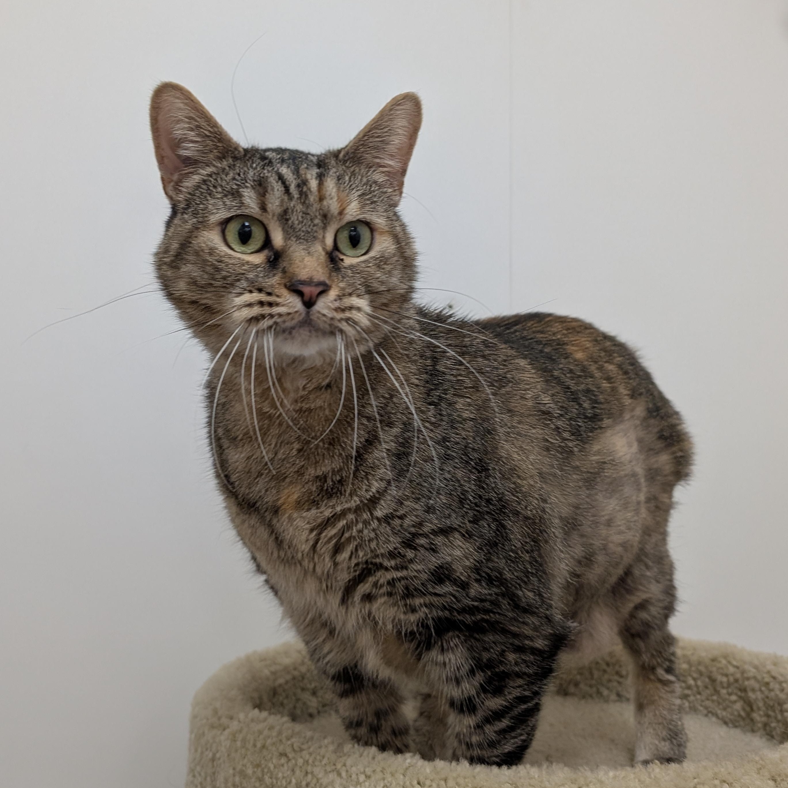Violet, an adopted Domestic Short Hair in St. Augustine, FL image 3/3