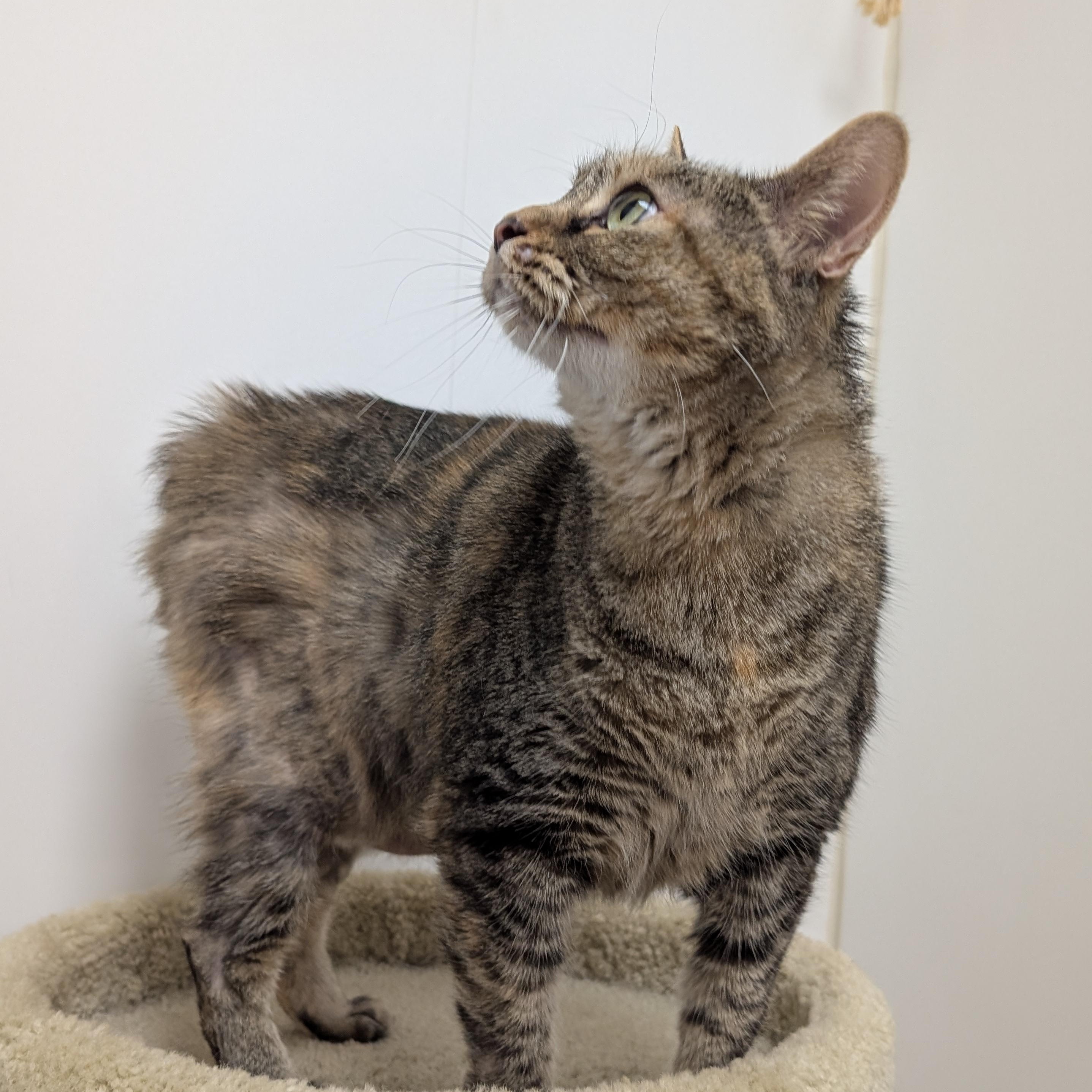 Violet, an adopted Domestic Short Hair in St. Augustine, FL image 2/3