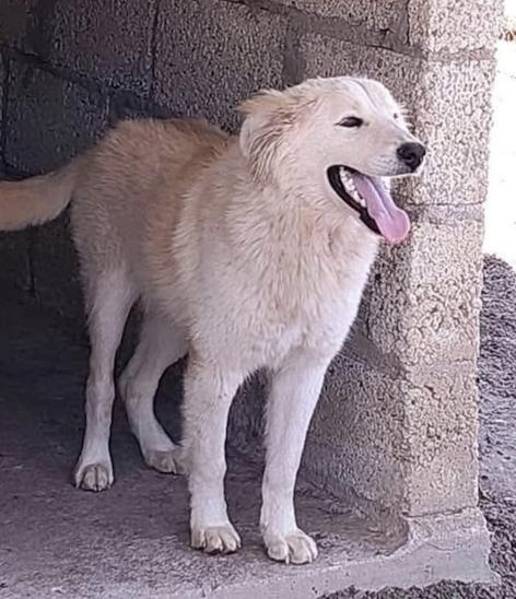 Enlarge Mazapana, a Adoptable mixed breed in Sunderland, ON image 3/4