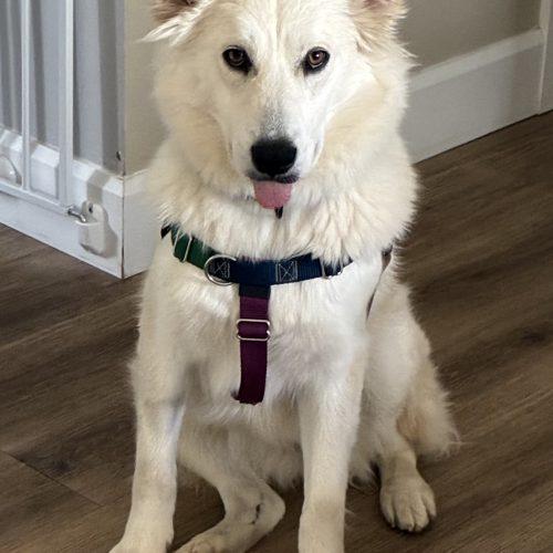 Enlarge Mazapana, a Adoptable mixed breed in Sunderland, ON image 4/4