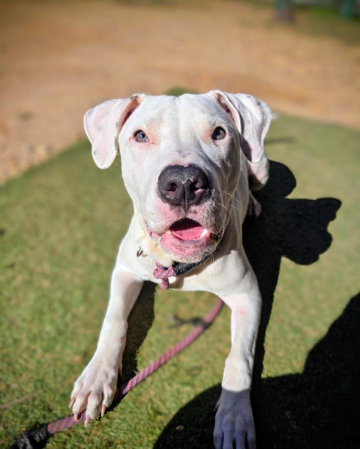 Mellow, Adoptable, Young Male Pit Bull Terrier.