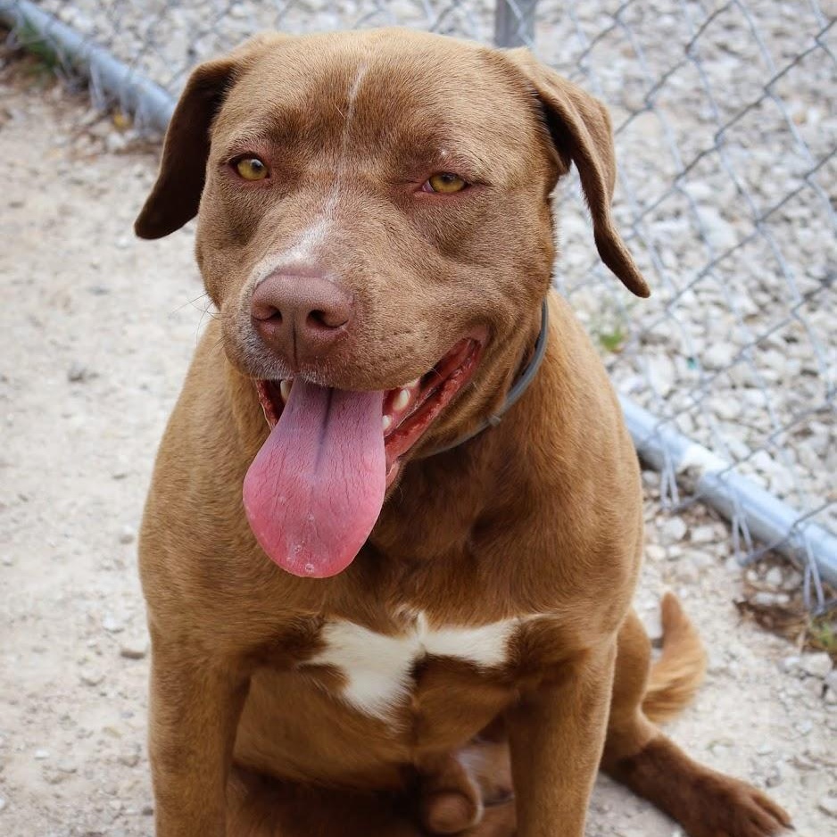 Enlarge River, a ADOPTABLE Chocolate Labrador Retriever in Hollister, MO image 2/3