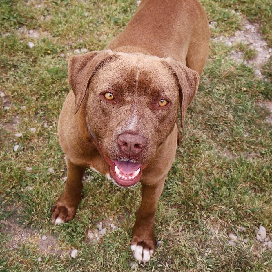 Enlarge River, a ADOPTABLE Chocolate Labrador Retriever in Hollister, MO image 3/3