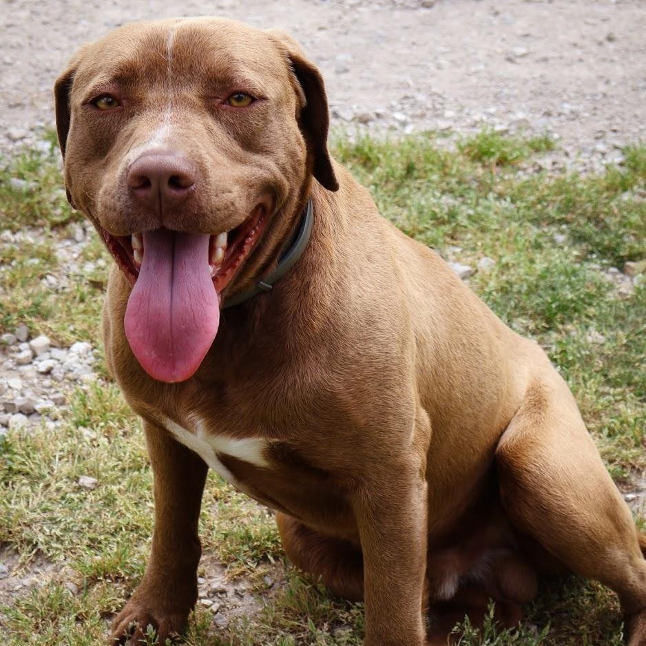 Enlarge River, a ADOPTABLE Chocolate Labrador Retriever in Hollister, MO image 1/3