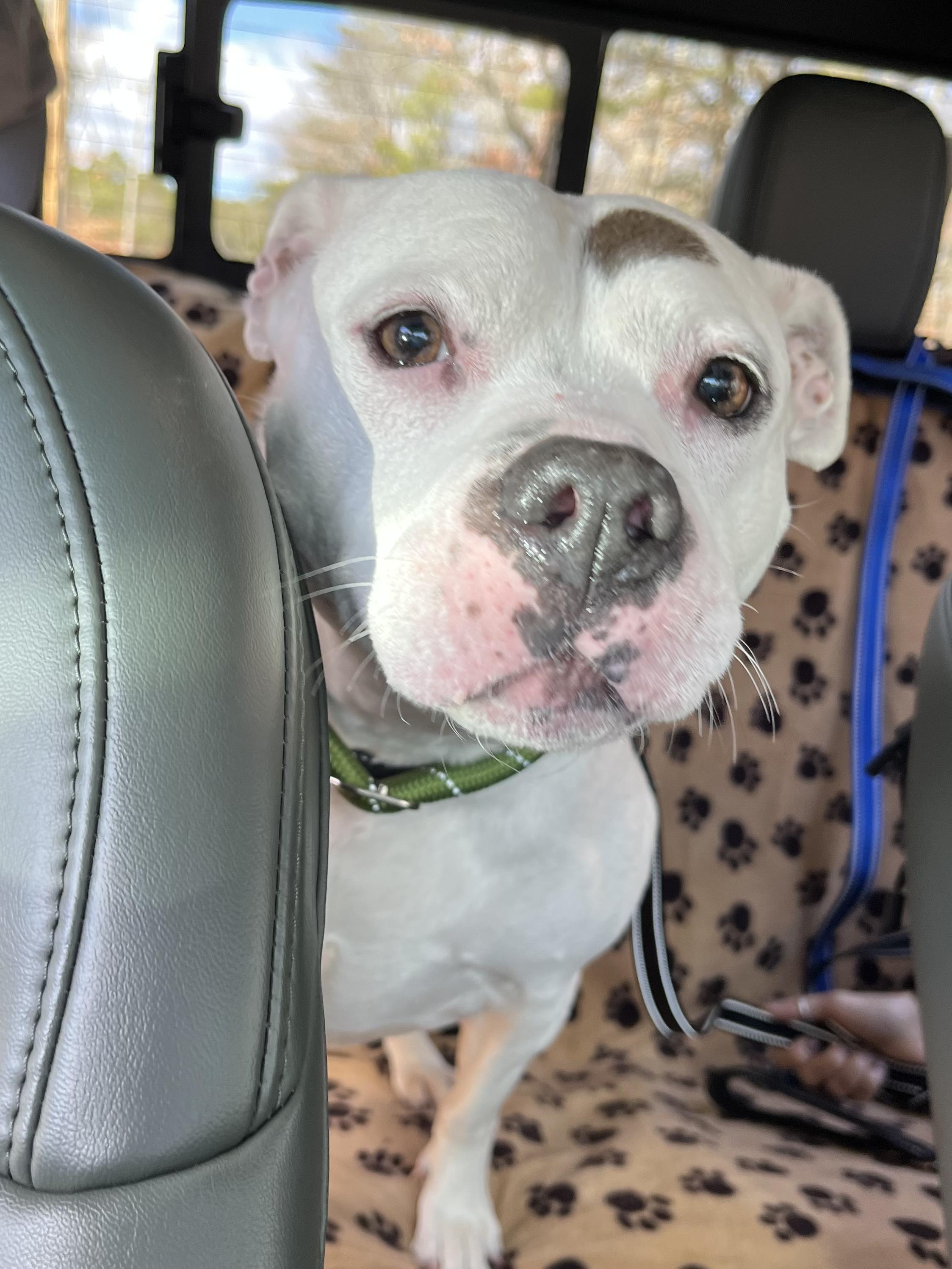 Enlarge Kali, a Adoptable mixed breed in farmingdale, NJ image 5/6