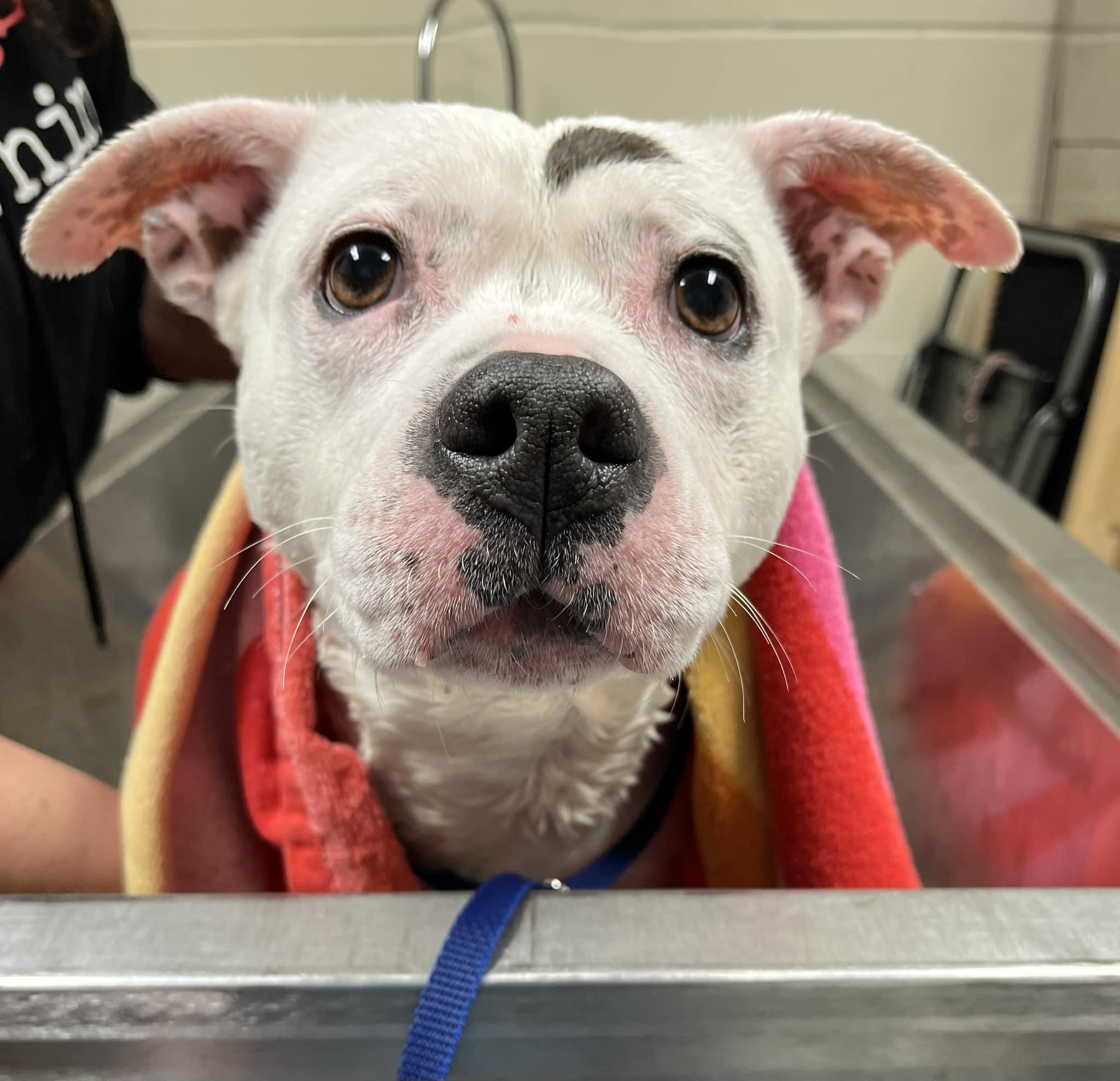 Enlarge Kali, a Adoptable mixed breed in farmingdale, NJ image 2/6