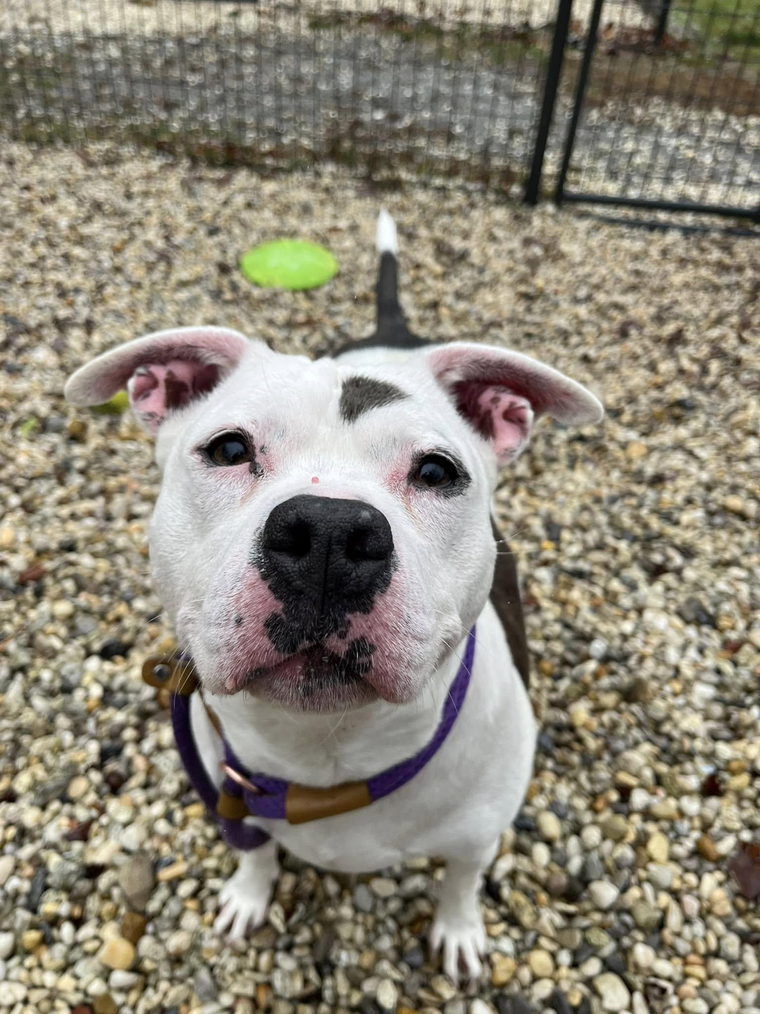 Enlarge Kali, a Adoptable mixed breed in farmingdale, NJ image 4/6