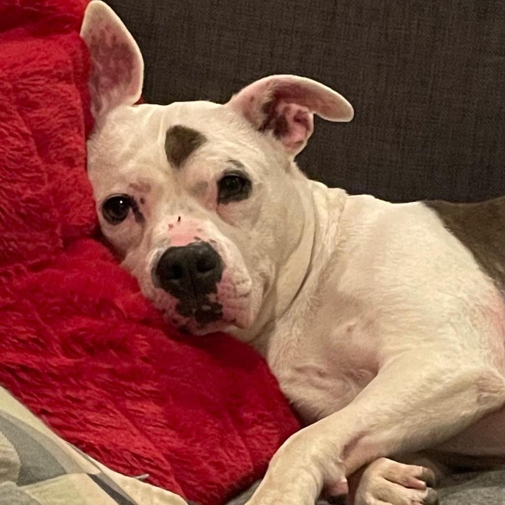 Kali, Adult Female American Staffordshire Terrier