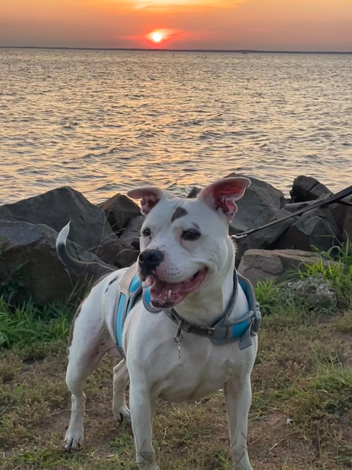 Enlarge Kali, a Adoptable mixed breed in farmingdale, NJ image 1/6