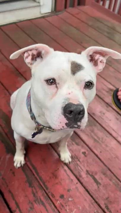 Enlarge Kali, a Adoptable mixed breed in farmingdale, NJ video 6/6