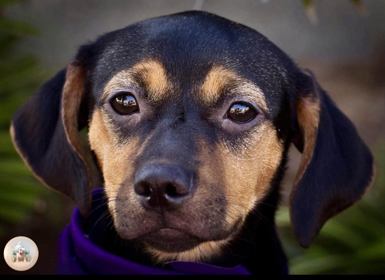 Enlarge Chelle, a Adoptable mixed breed in Milton, FL image 1/3