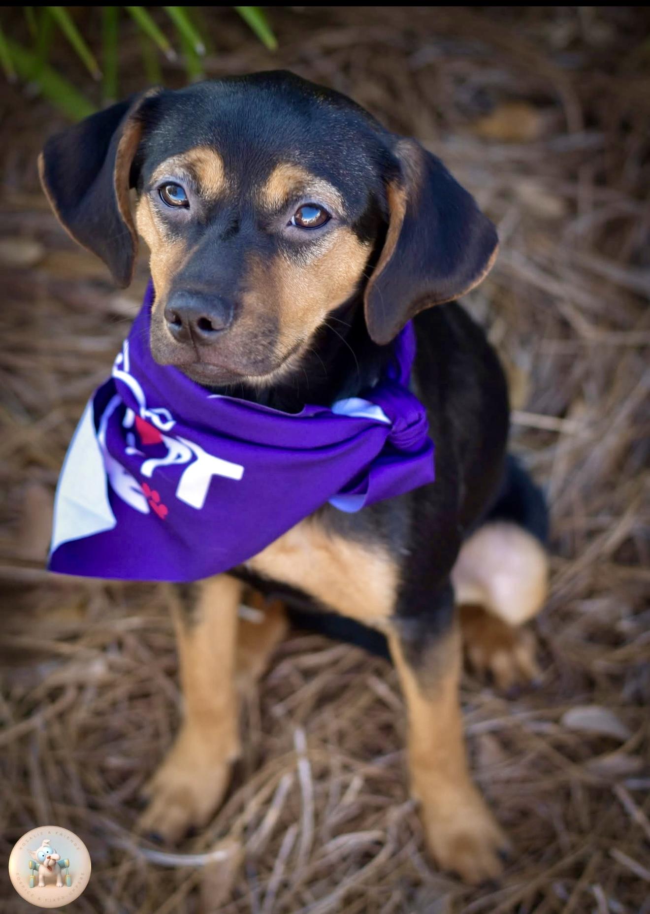 Enlarge Chelle, a Adoptable mixed breed in Milton, FL image 2/3