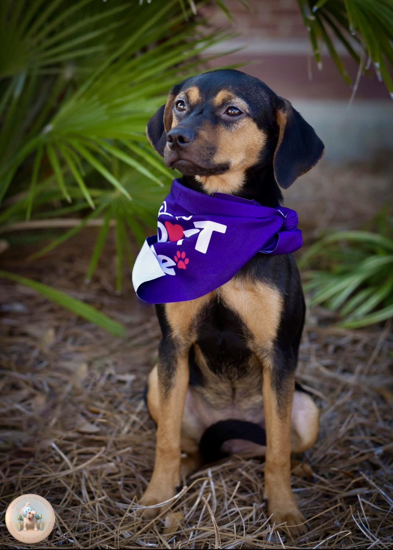 Enlarge Chelle, a Adoptable mixed breed in Milton, FL image 3/3