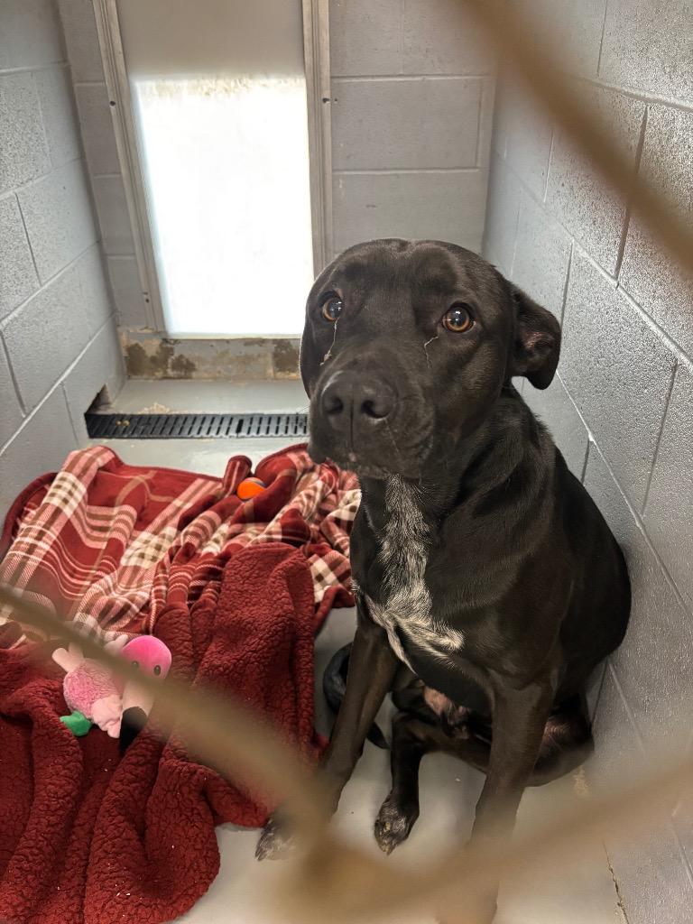 Enlarge Marshall, a Adoptable mixed breed in Findlay, OH image 1/3