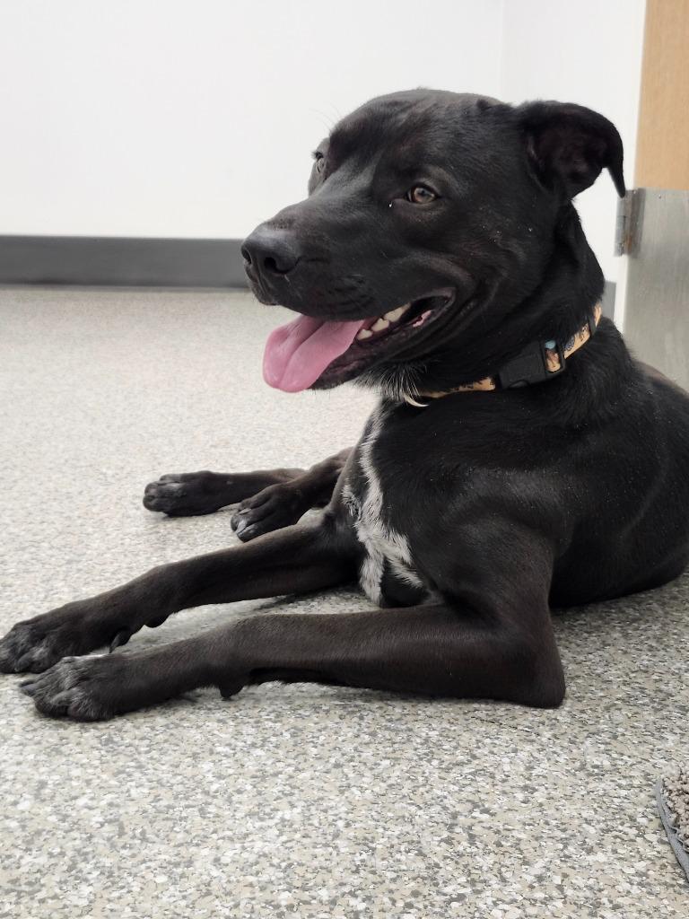 Enlarge Marshall, a Adoptable mixed breed in Findlay, OH image 2/3