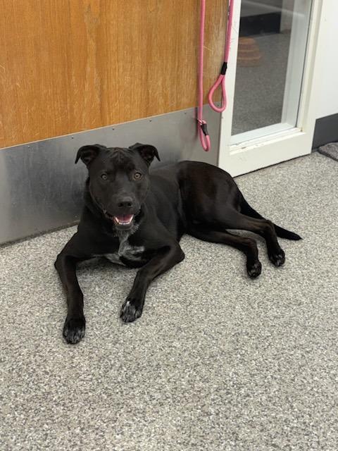 Enlarge Marshall, a Adoptable mixed breed in Findlay, OH image 3/3