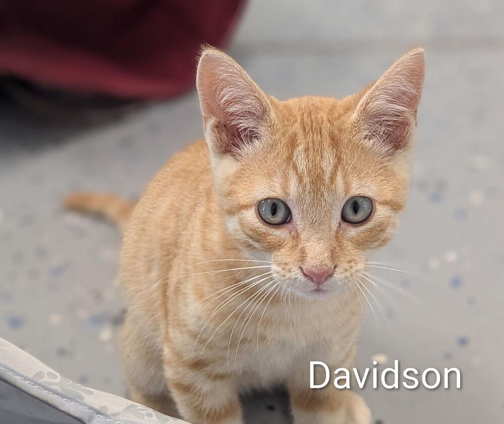 Enlarge Davidson, a Adoptable Domestic Short Hair in Sparta, WI image 1/3