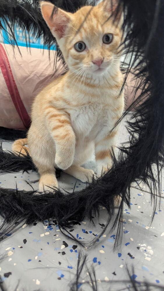 Enlarge Davidson, a Adoptable Domestic Short Hair in Sparta, WI image 2/3