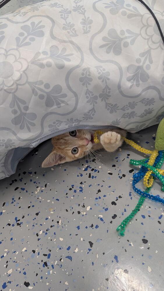 Enlarge Davidson, a Adoptable Domestic Short Hair in Sparta, WI image 3/3