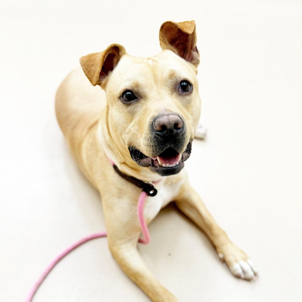 Enlarge "OSCAR", a Adoptable Pit Bull Terrier in Perkiomenville, PA image 1/6