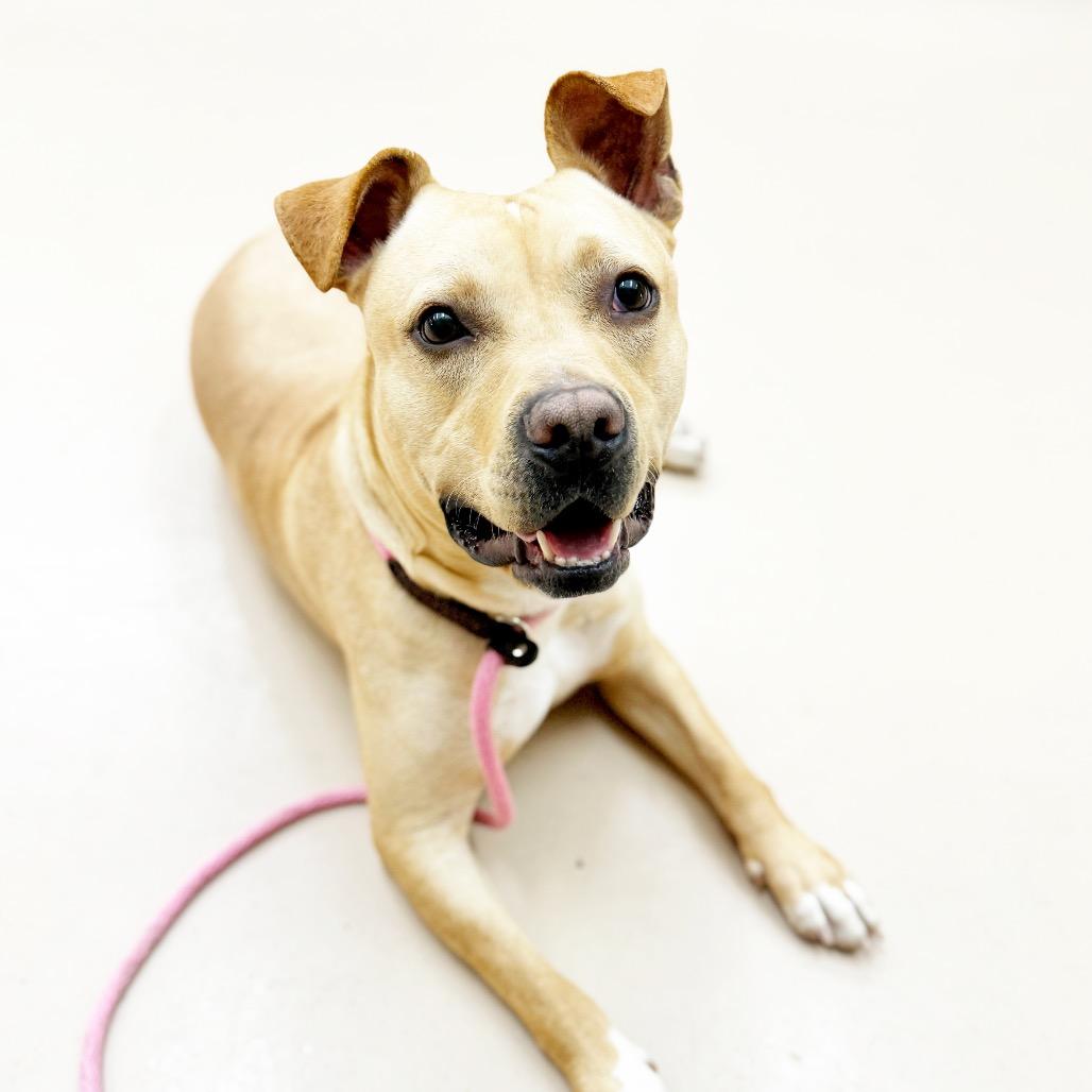 "OSCAR", a Adoptable Pit Bull Terrier in Perkiomenville, PA image 1/6