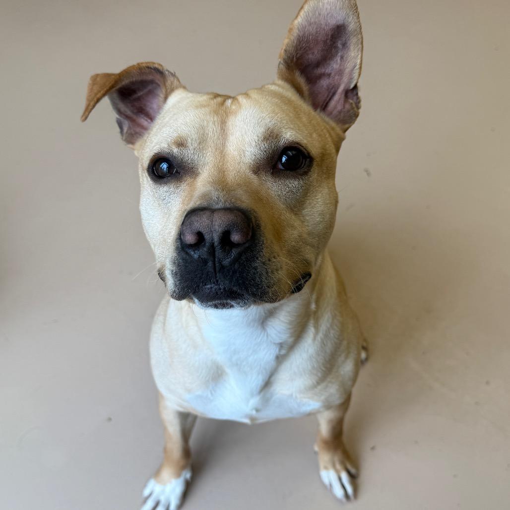 "OSCAR", a Adoptable Pit Bull Terrier in Perkiomenville, PA image 2/6