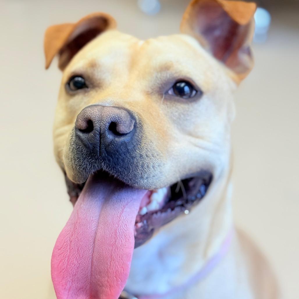 "OSCAR", Adoptable, Adult Male Pit Bull Terrier.