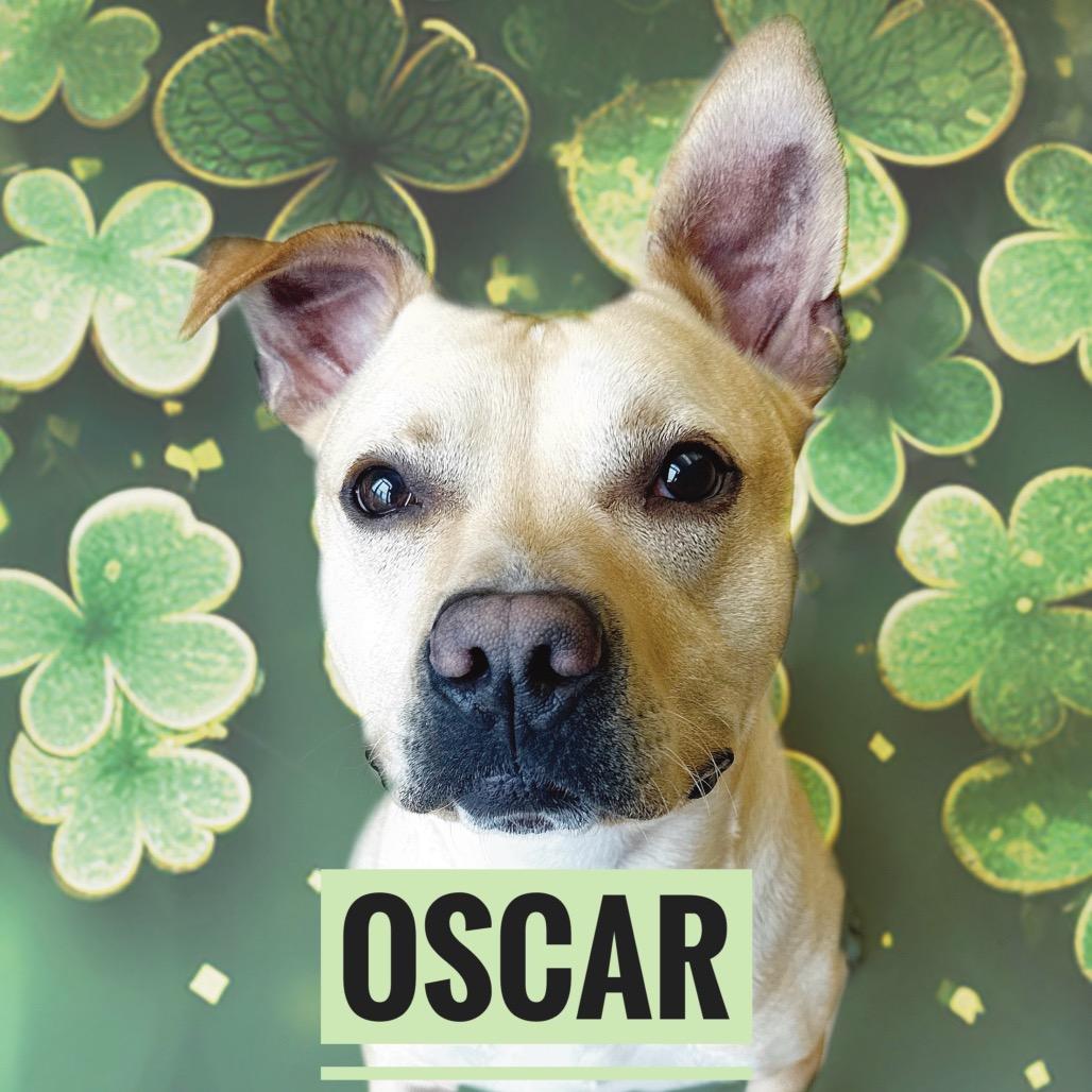 "OSCAR", a Adoptable Pit Bull Terrier in Perkiomenville, PA image 3/6