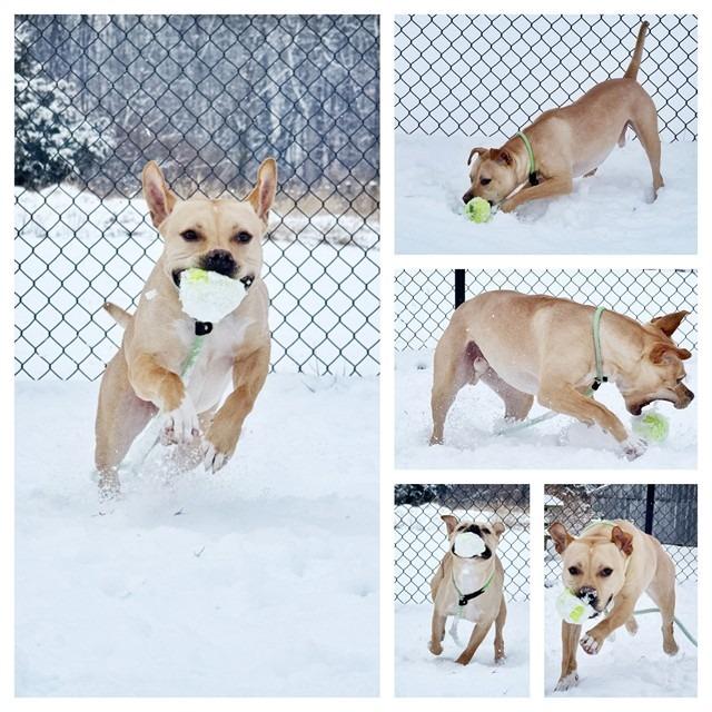 "OSCAR", a Adoptable Pit Bull Terrier in Perkiomenville, PA image 6/6