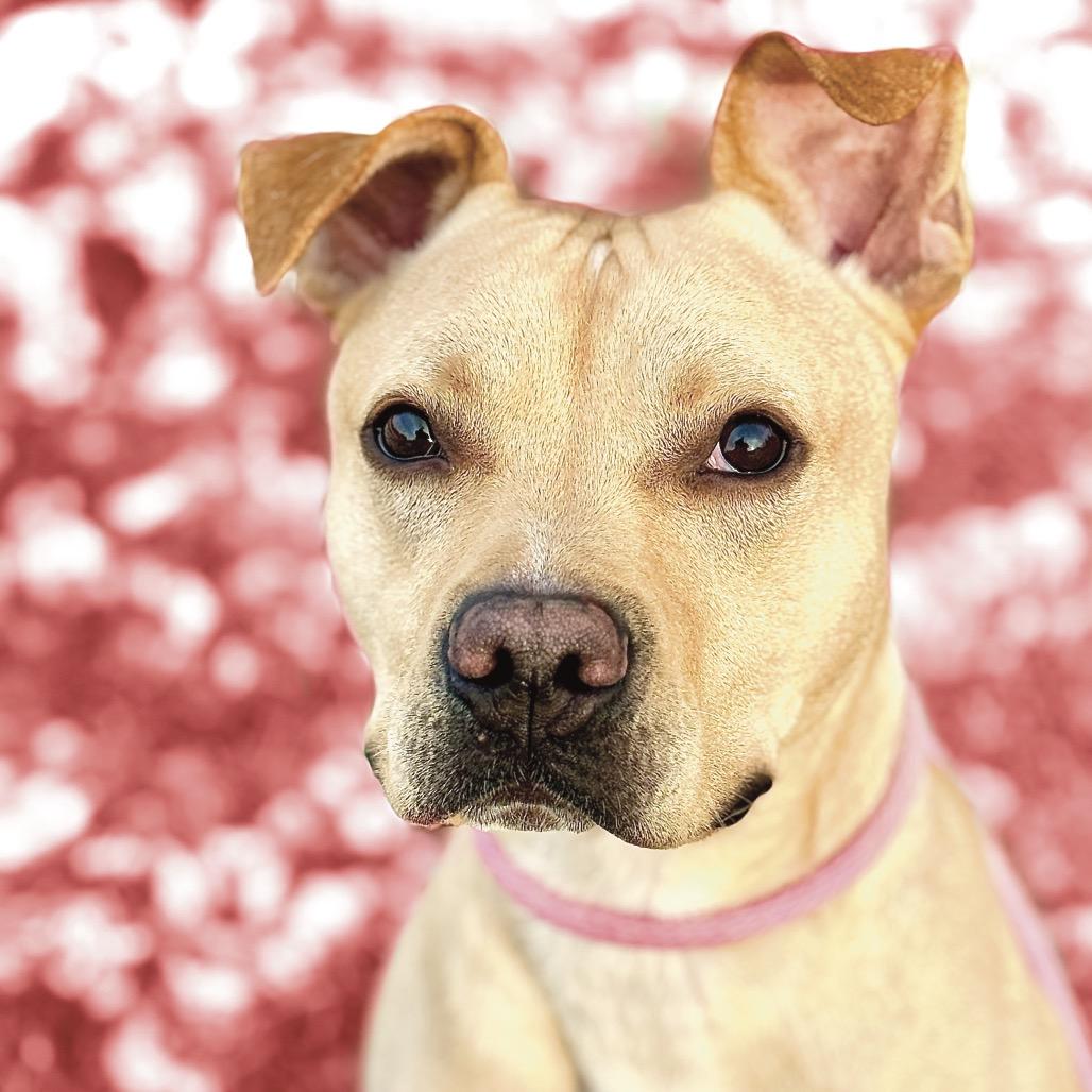 "OSCAR", a Adoptable Pit Bull Terrier in Perkiomenville, PA image 4/6