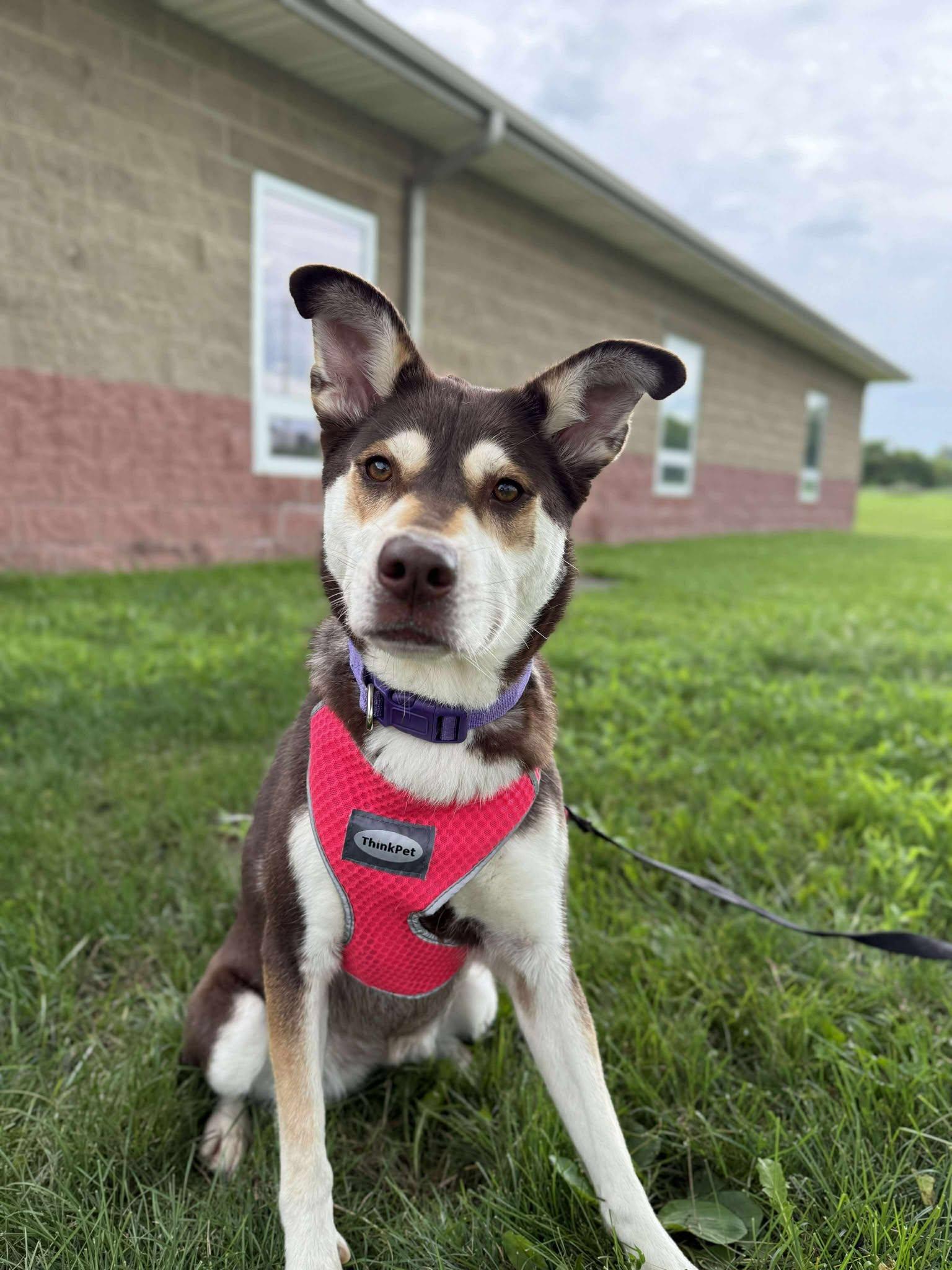 Macy, Adoptable, Adult Female Husky.