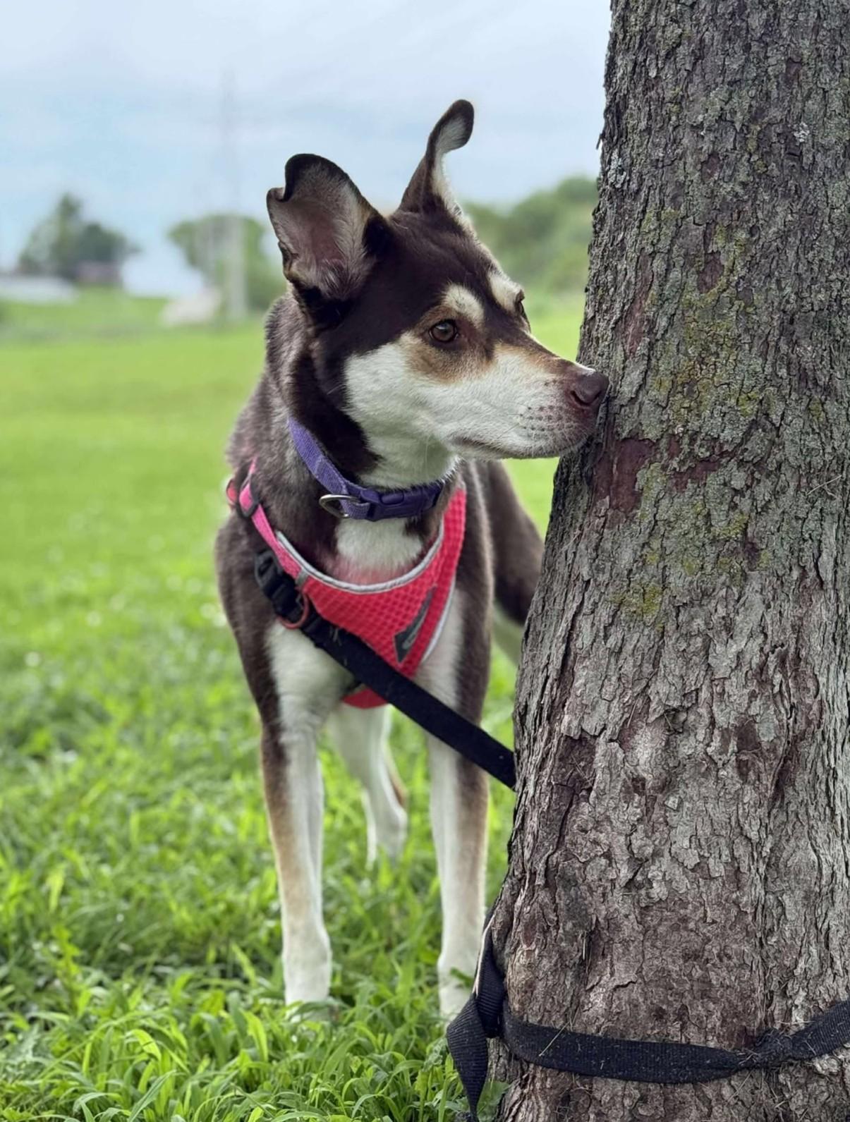 Enlarge Macy, a Adoptable mixed breed in Maryville, MO image 2/4