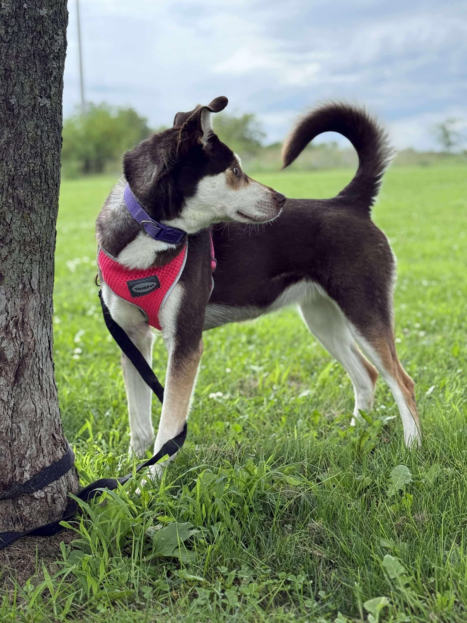 Enlarge Macy, a Adoptable mixed breed in Maryville, MO image 3/4