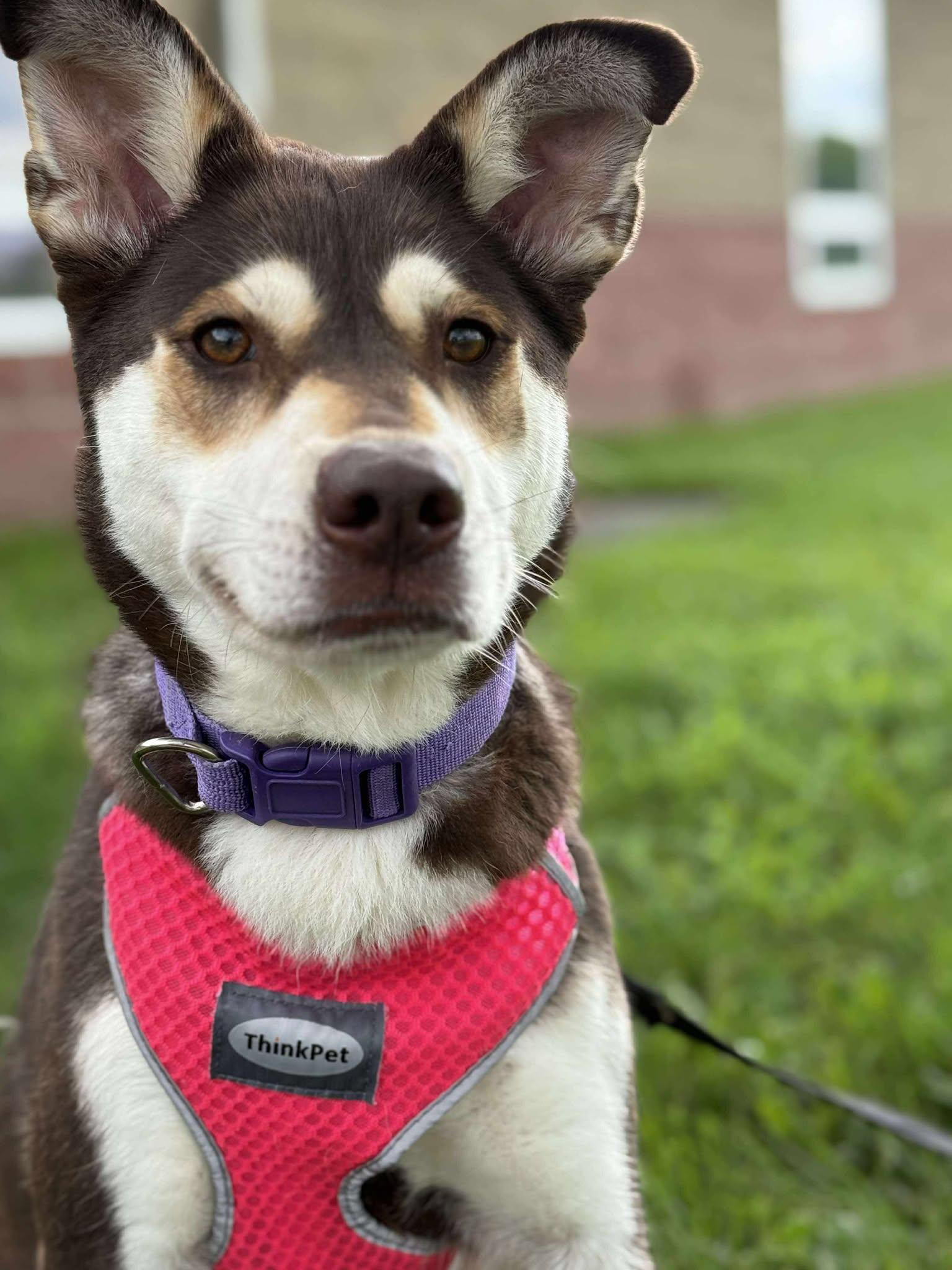 Enlarge Macy, a Adoptable mixed breed in Maryville, MO image 4/4