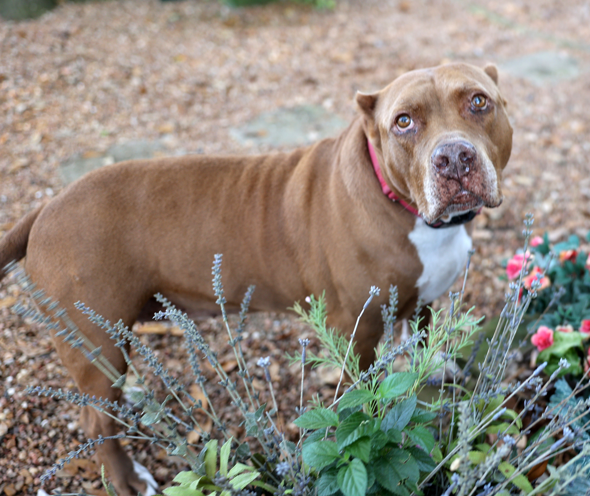 Barbie-Sweet older pittie girl----calm and well mannered