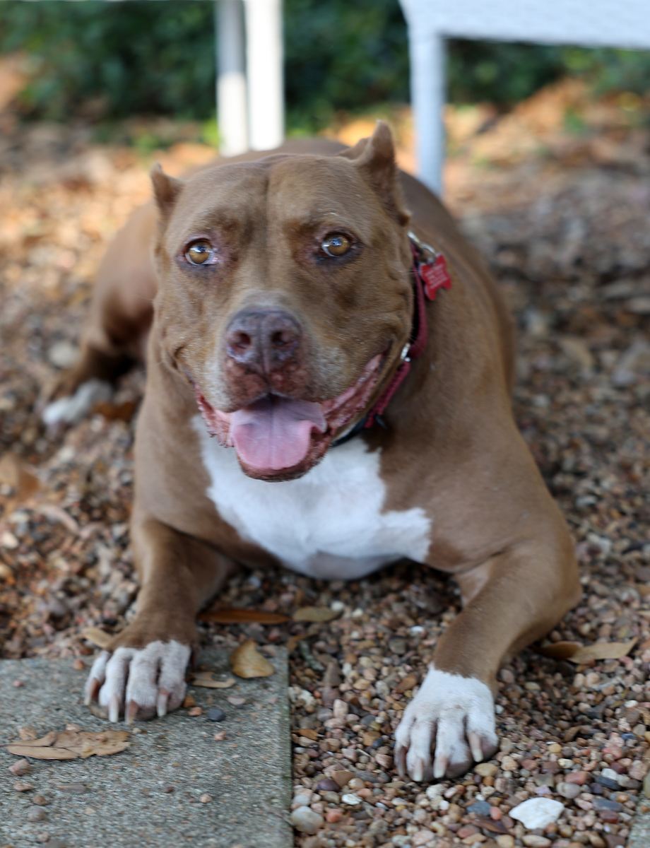 Barbie-Sweet older pittie girl----calm and well mannered