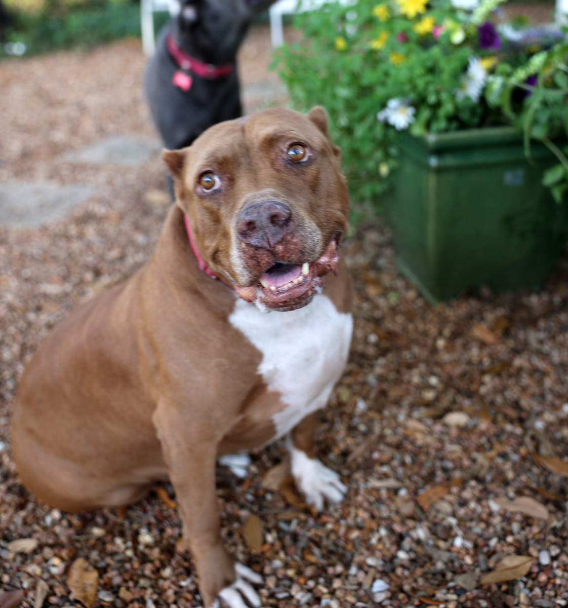 Barbie-Sweet older pittie girl----calm and well mannered