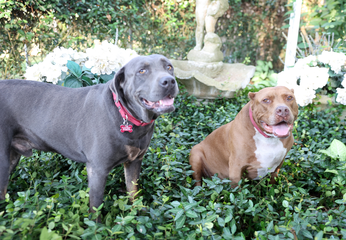 Barbie-Sweet older pittie girl----calm and well mannered